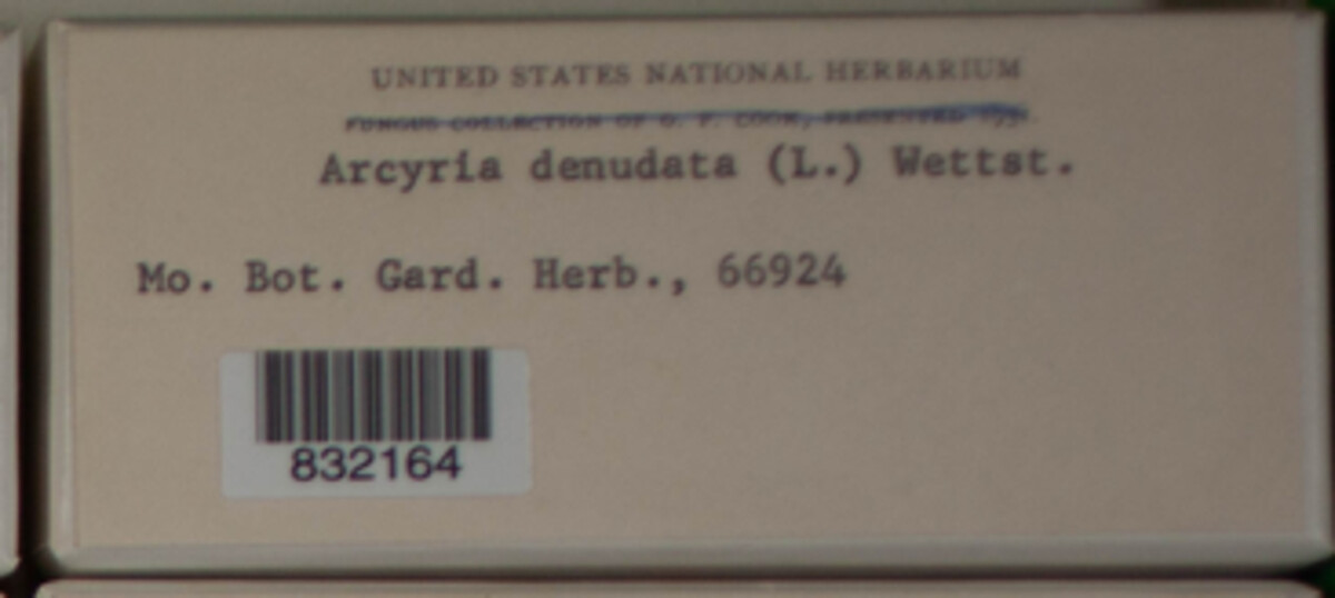 Arcyriaceae image